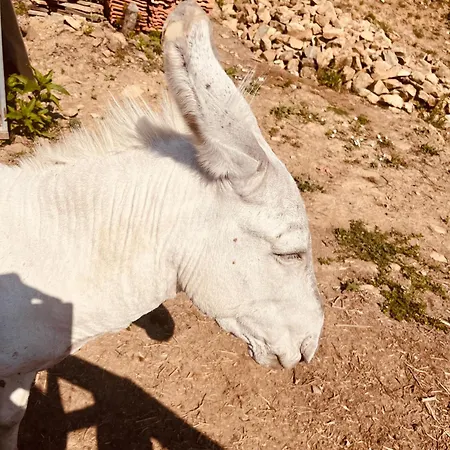 La Casa Di Martina, Con 1 Piscina 1 Piscina Bimbi E Parco Giochi * Caramagna Ligure